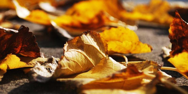 RCEP协定下中国长荣海运的航线网络优化：供应链管理与物流解决方案的新机遇