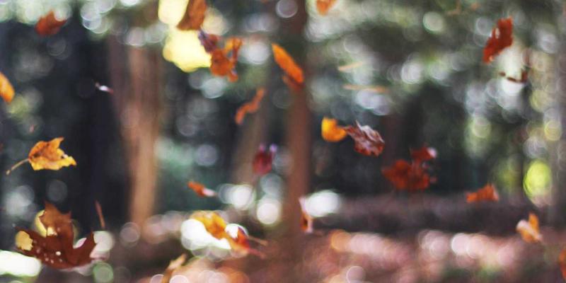 专业解析：长荣海运如何以高效货运与配送服务，重塑汽车整车与零部件物流格局