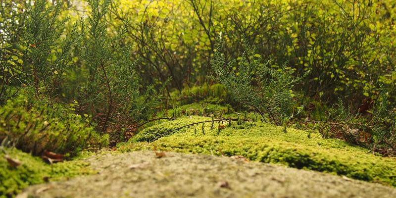 中国长荣海运如何利用大数据优化集装箱调运与空箱管理，提升供应链效率