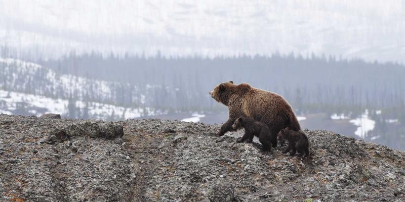 长荣海运客户门户平台：数字化物流解决方案如何重塑货运与配送体验